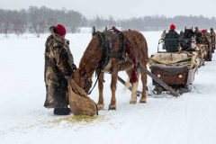 Paus-i-snoyran__ARG8726_WEBB_Foto-AnnaReet-Gillblad