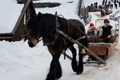 Primula-i-Roros__ARG2687_WEBB_Foto-AnnaReet-Gillblad