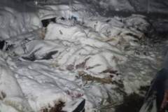 Natt-ute-i-Medskogen