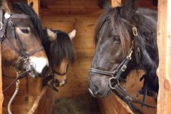 gY3vUIHpMghNbdfRVq73eLYhV8yo00tGapNU2xZw-scaled