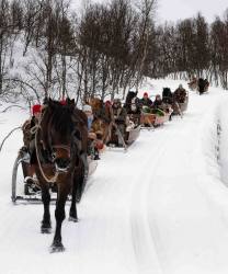 Genom fjällskogen __ARG2469_WEBB_Foto AnnaReet Gillblad.jpg